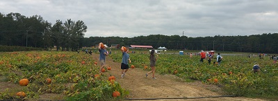 Washington Farms -pumpkin patch