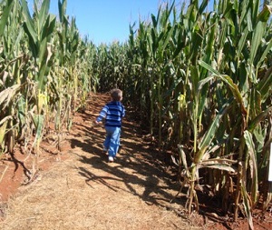 Find local corn mazes and hay rides here!