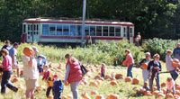 The Pumpkin Patch