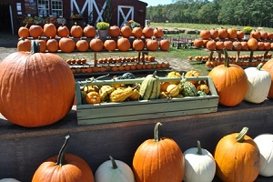 Cucumber Hill Farm 