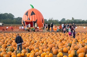 Undley Pumpkin Patch