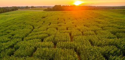 Yoders' Farm - pumpkins, corn maze