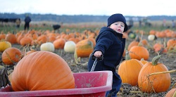 Stocker farms Snohomish corn maze pumpkin patch hayrides